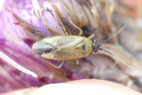 Réf. 261 119 : Plagiognathus arbustorum